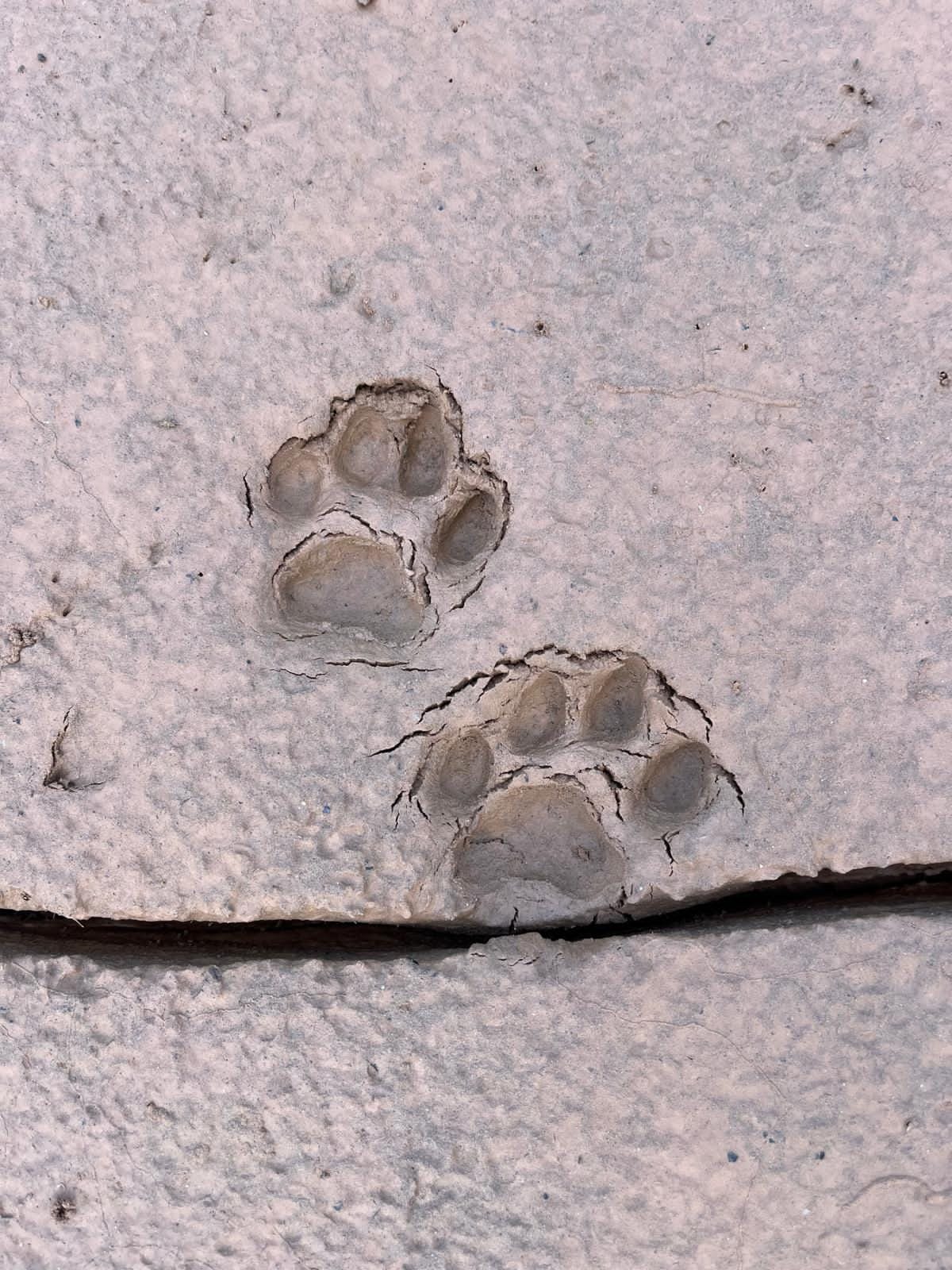 Animal paw prints